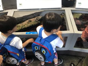 葛西臨海水族園に2歳9ヶ月の双子を連れて遊びに行ってきました